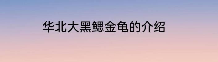 华北大黑鳃金龟的介绍