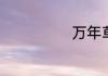 万年草如何养殖