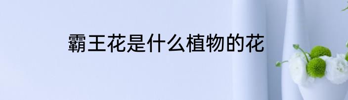 霸王花是什么植物的花