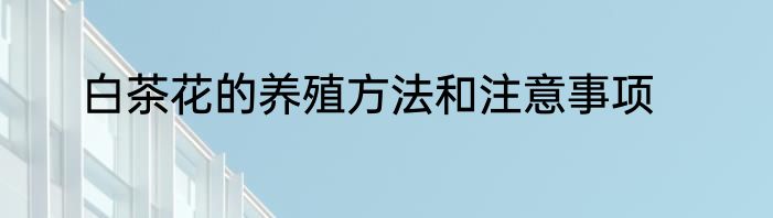白茶花的养殖方法和注意事项