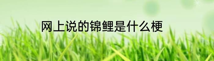 网上说的锦鲤是什么梗