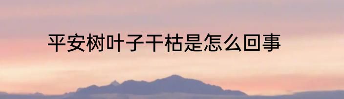 平安树叶子干枯是怎么回事