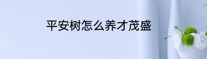 平安树怎么养才茂盛