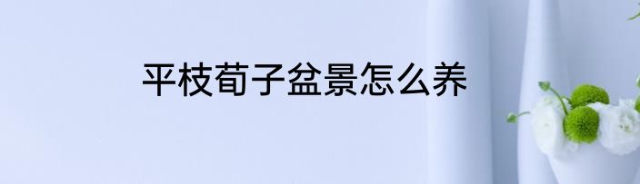 平枝荀子盆景怎么养