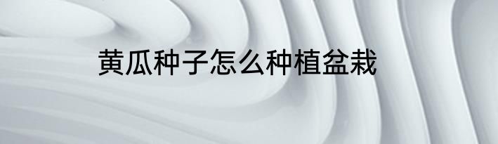 黄瓜种子怎么种植盆栽