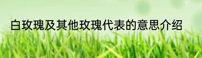 白玫瑰及其他玫瑰代表的意思介绍