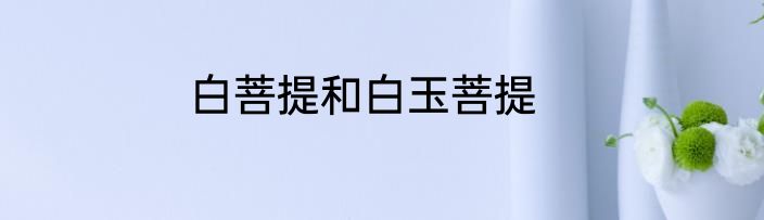 白菩提和白玉菩提