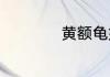 黄额龟如何养才正确