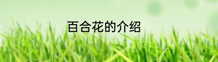 百合花的介绍