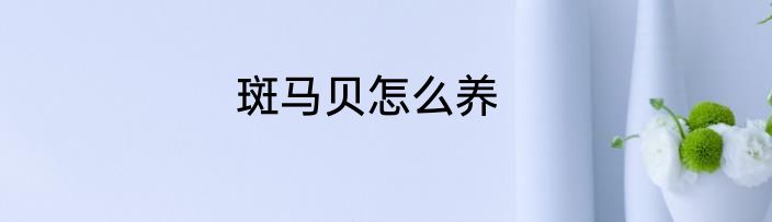 斑马贝怎么养