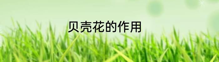 贝壳花的作用