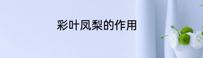 彩叶凤梨的作用