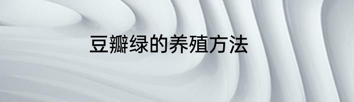 豆瓣绿的养殖方法