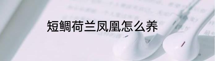 短鲷荷兰凤凰怎么养