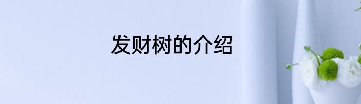 发财树的介绍