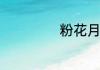 粉花月见草的价格