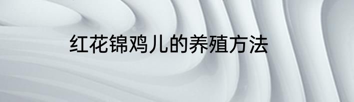 红花锦鸡儿的养殖方法