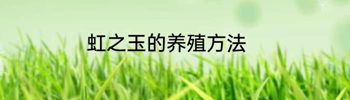 虹之玉的养殖方法