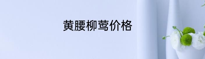 黄腰柳莺价格