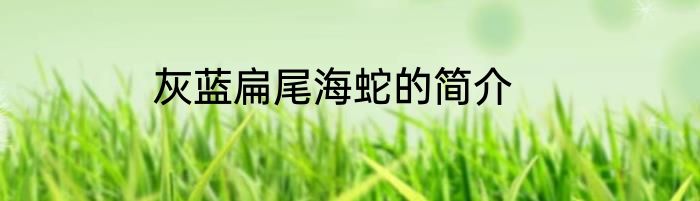 灰蓝扁尾海蛇的简介
