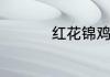 红花锦鸡儿的养殖方法