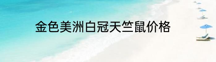 金色美洲白冠天竺鼠价格