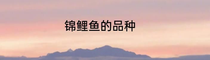 锦鲤鱼的品种
