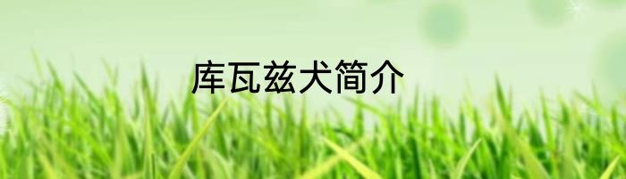 库瓦兹犬简介