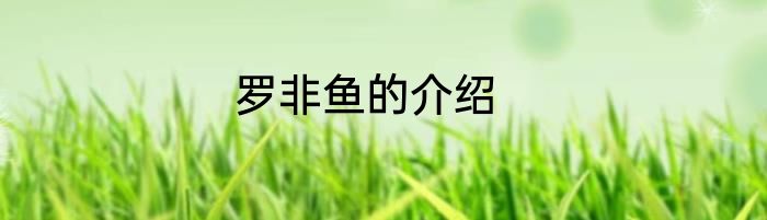 罗非鱼的介绍