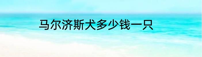马尔济斯犬多少钱一只