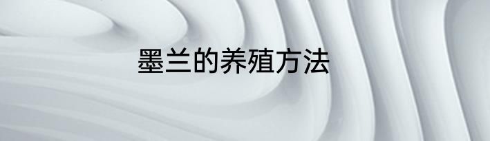 墨兰的养殖方法