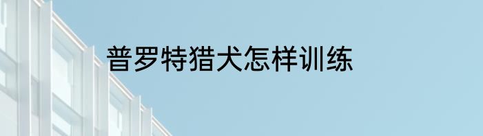 普罗特猎犬怎样训练