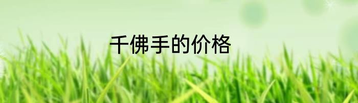 千佛手的价格