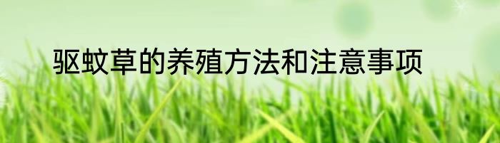 驱蚊草的养殖方法和注意事项