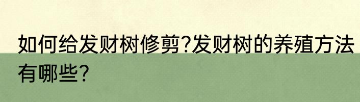 如何给发财树修剪?发财树的养殖方法有哪些?