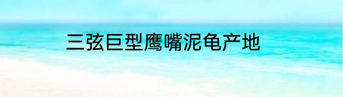 三弦巨型鹰嘴泥龟产地