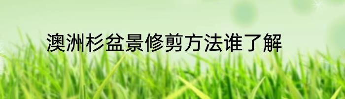 澳洲杉盆景修剪方法谁了解