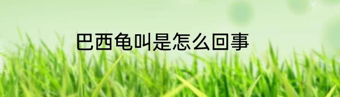 巴西龟叫是怎么回事