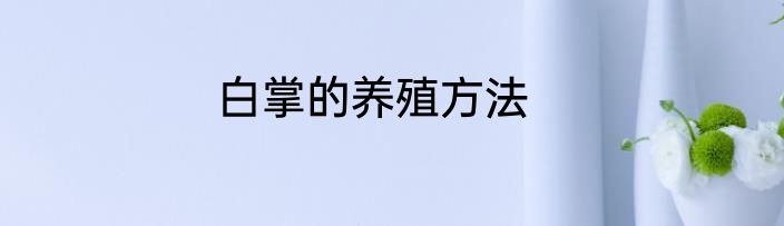 白掌的养殖方法