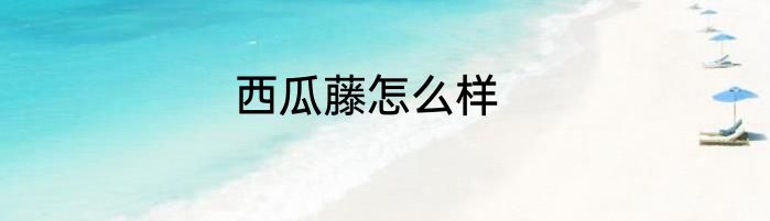 西瓜藤怎么样