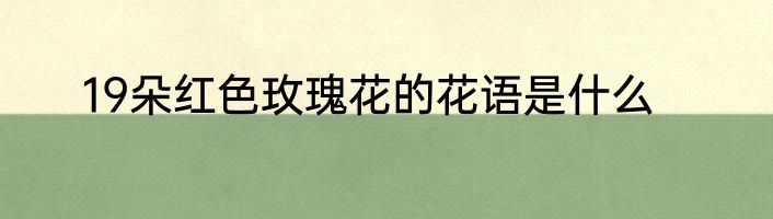 19朵红色玫瑰花的花语是什么