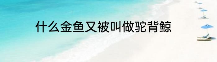 什么金鱼又被叫做驼背鲸