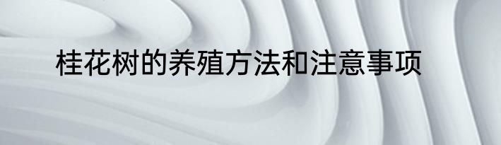 桂花树的养殖方法和注意事项