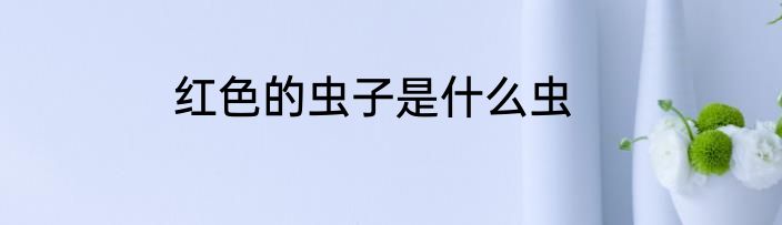 红色的虫子是什么虫