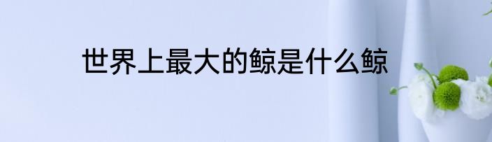 世界上最大的鲸是什么鲸
