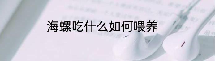 海螺吃什么如何喂养