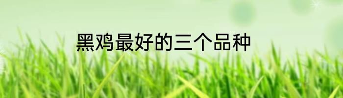 黑鸡最好的三个品种