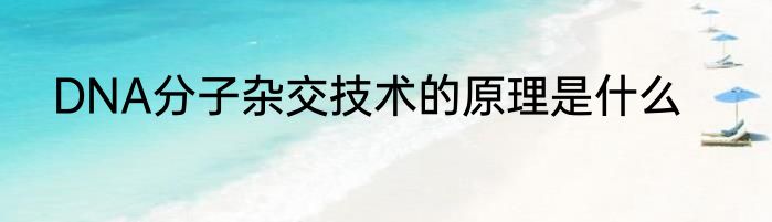 DNA分子杂交技术的原理是什么