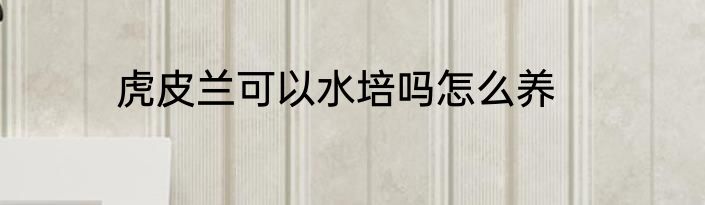 虎皮兰可以水培吗怎么养