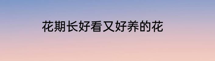 花期长好看又好养的花
